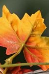 pic for golden leaf 